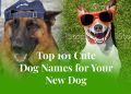 Top 101 Cute Dog Names for Your New Dog