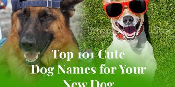 Top 101 Cute Dog Names for Your New Dog