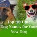 Top 101 Cute Dog Names for Your New Dog