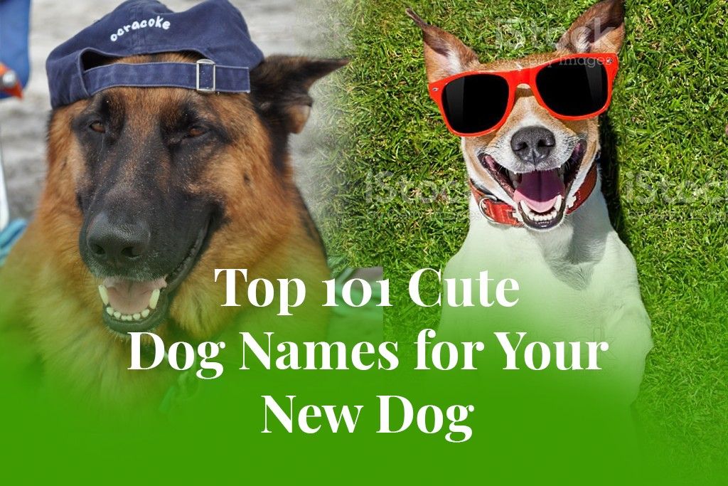 Top 101 Cute Dog Names for Your New Dog